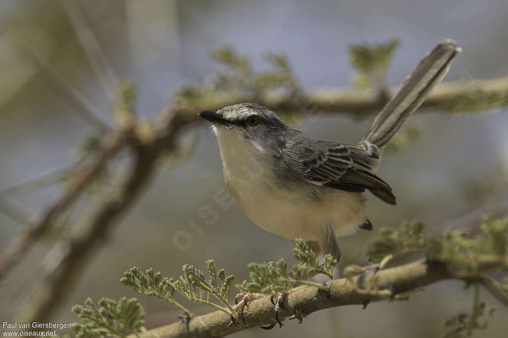 Prinia pâleadulte, identification