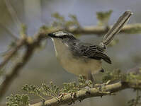 Prinia pâle