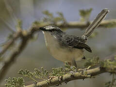 Pale Prinia