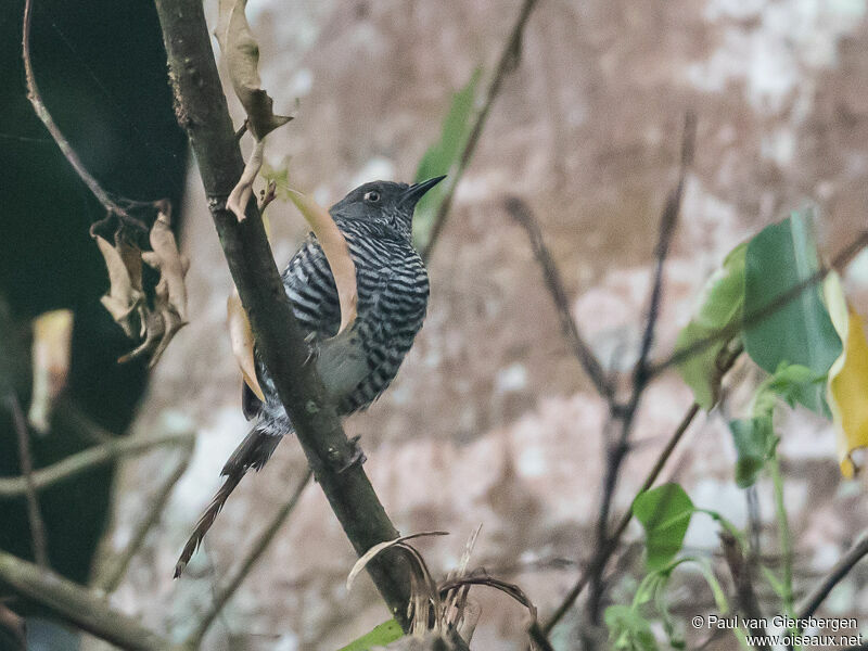 Banded Prinia