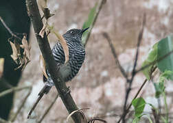 Banded Prinia