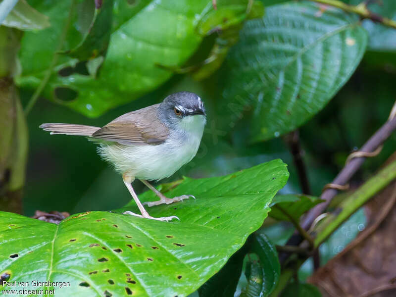 Rufescent Priniaadult, identification