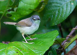 Prinia roussâtre