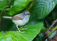 Prinia roussâtre