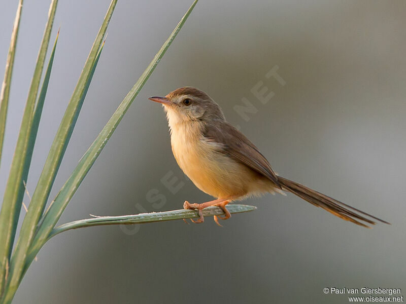 Plain Prinia