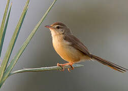 Plain Prinia