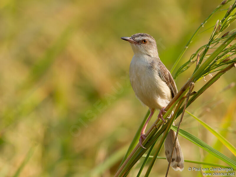 Plain Prinia