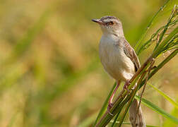 Plain Prinia