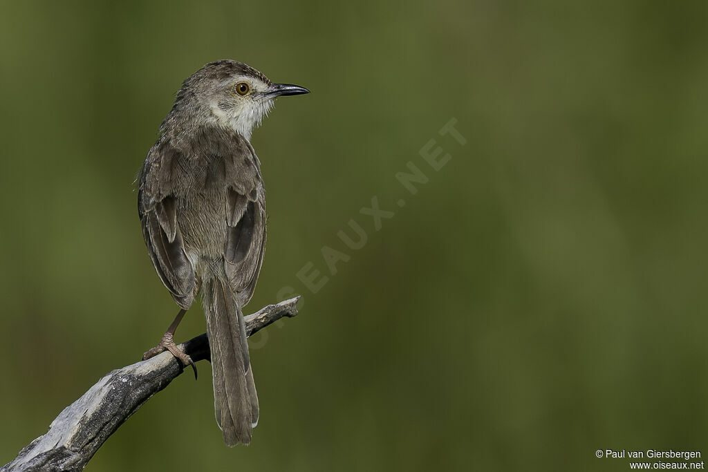 Prinia simpleadulte