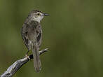 Prinia simple