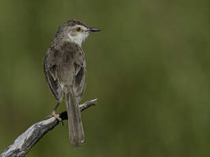 Prinia simple