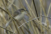 Prinia simple