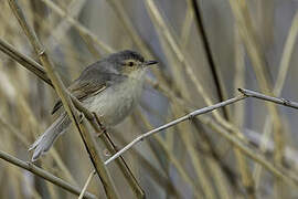Prinia simple