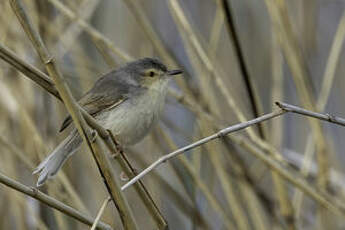 Prinia simple