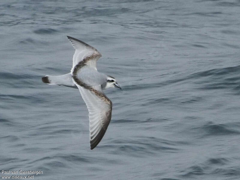 Antarctic Prion, identification