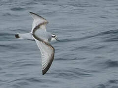 Antarctic Prion