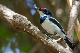 Brown-throated Wattle-eye