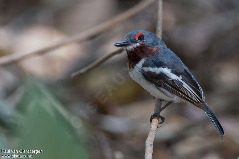 Pririt à collier femelle adulte, identification