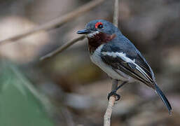 Brown-throated Wattle-eye