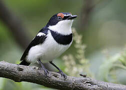 Brown-throated Wattle-eye