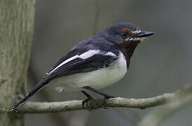 Brown-throated Wattle-eye