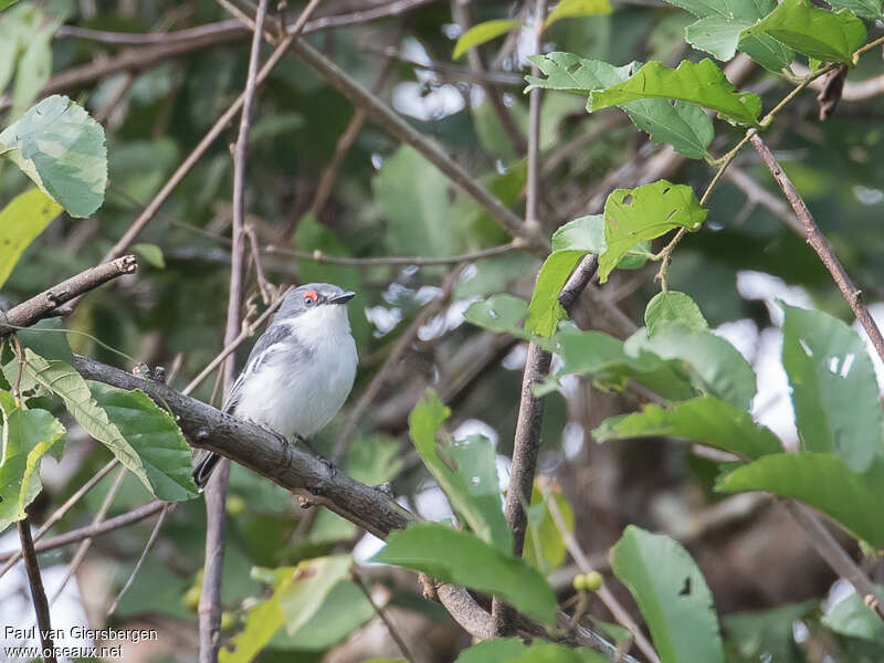 White-fronted Wattle-eye female adult