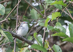 White-fronted Wattle-eye