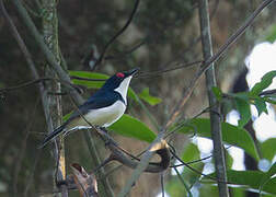 Black-throated Wattle-eye