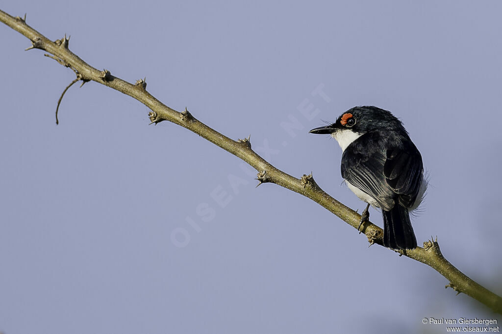 Black-throated Wattle-eye male adult