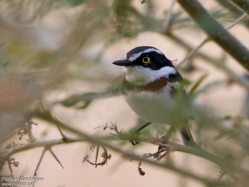 Eastern Black-headed Batis female adult, close-up portrait