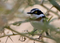 Eastern Black-headed Batis