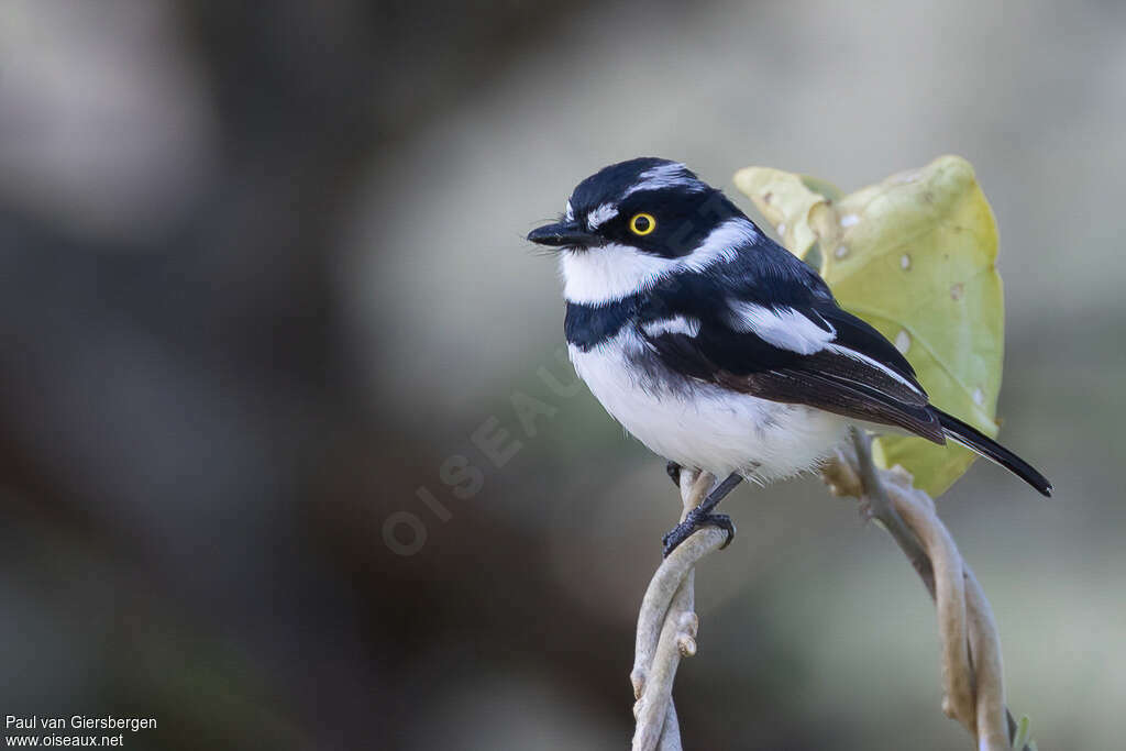 Eastern Black-headed Batis male adult, identification