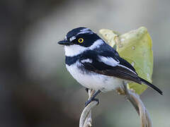 Eastern Black-headed Batis