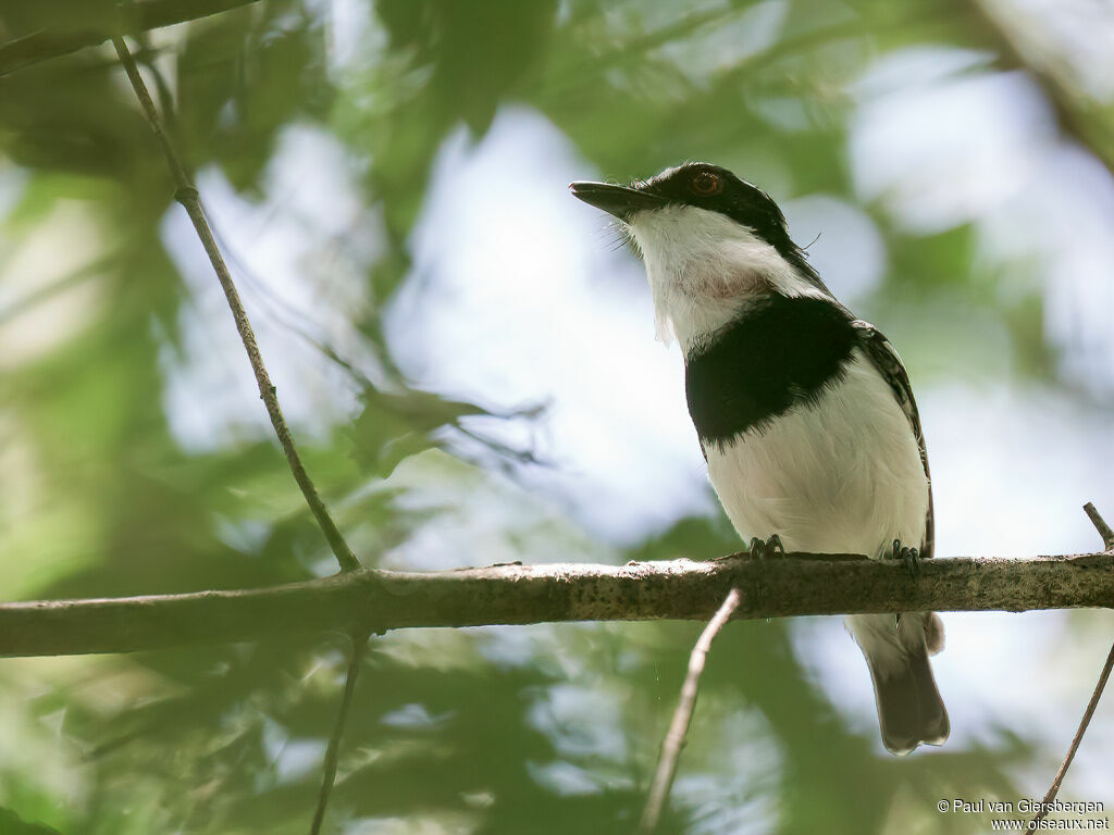 Forest Batis male adult