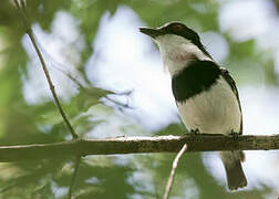 Forest Batis