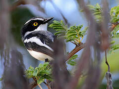 Grey-headed Batis