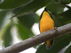 Yellow-bellied Wattle-eye