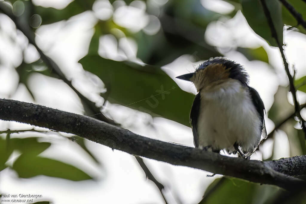 Red-cheeked Wattle-eye female adult