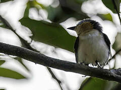 Red-cheeked Wattle-eye