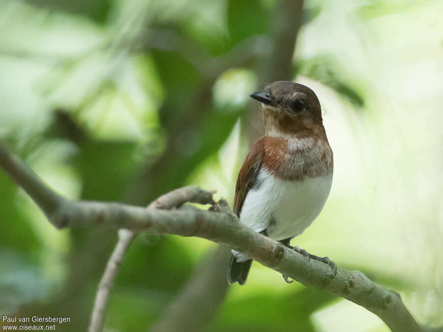 Pririt de Guinéeimmature, identification