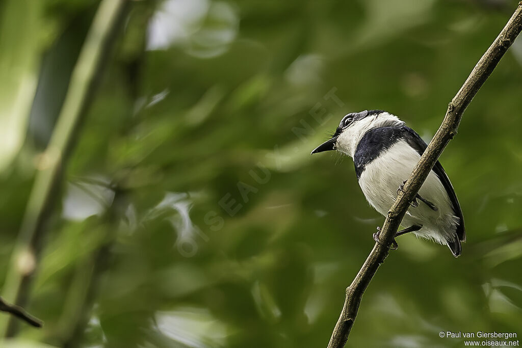 West African Wattle-eye male adult