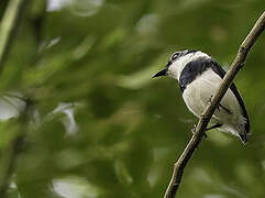 West African Wattle-eye