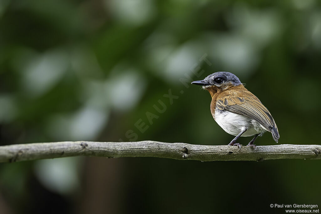 West African Wattle-eye female adult