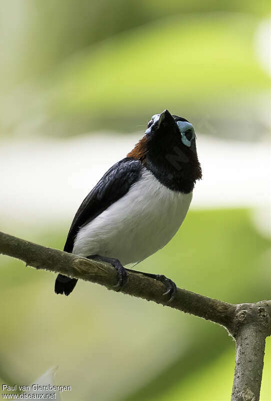 Jameson's Wattle-eyeadult, identification