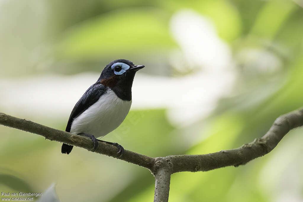 Jameson's Wattle-eyeadult, identification