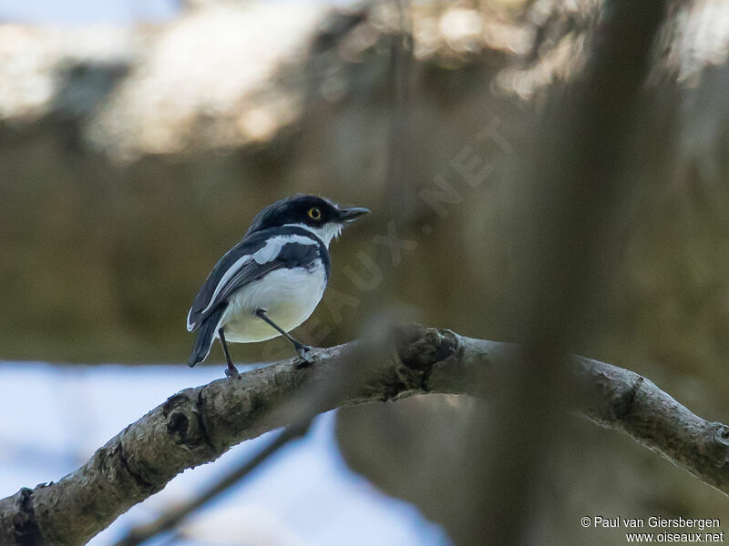 Angolan Batis