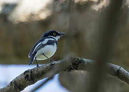 Angolan Batis