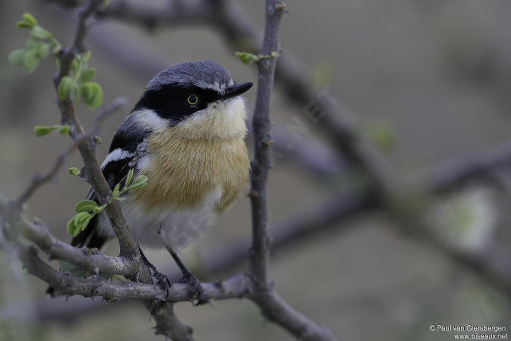 Pririt Batis female adult