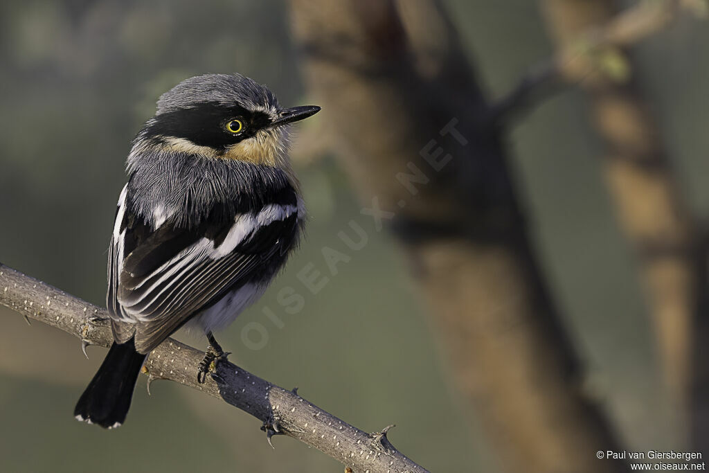 Pririt Batis female adult