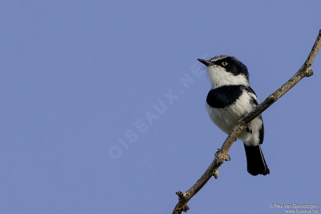 Pririt Batis male adult